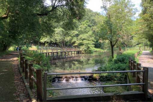 市川自然観察園